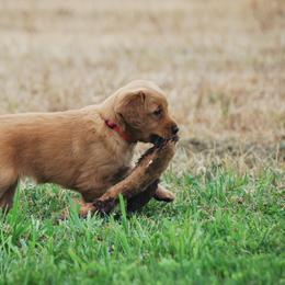 Golden Retriever Puppies from Up Beat Golden's