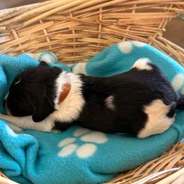 Brown - Black and white male Sheepadoodle puppy in Prairie Du Chien, Wisconsin from Hicklin Hollow Ranch
