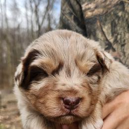 Citka - Red merle female Australian Shepherd puppy in Cable, Ohio from Resolute Aussies