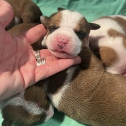 Jameson - Red male American Staffordshire Terrier puppy in Marietta, Georgia from Ambition Amstaffs