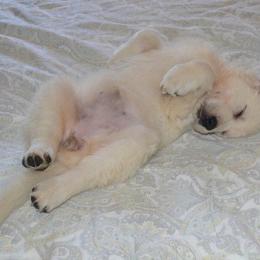 Golden Retriever Puppies from White Sand Golden Retrievers