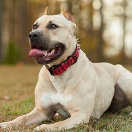 Electra - American Pit Bull Terrier