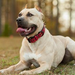 Electra - American Pit Bull Terrier