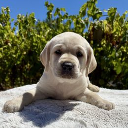 Girl 2 - Yellow female Labrador Retriever puppy in Santa Rosa, California from Legendary Labs of California