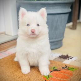 Rooster - White male Pomsky puppy in Greenville, South Carolina from Thicketty Mountain Pomskies