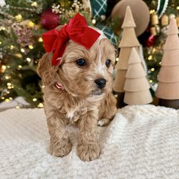 Georgina Monroe - female Cavapoochon puppy in Lucas, Ohio from Apricot Lane Puppy