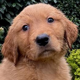 Yellow - Dark golden male Golden Retriever puppy in Woodland Hills, California from Rowan Red Retrievers