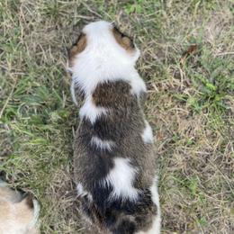 Boy 2 - male Sporty Mix puppy in Woodland, Washington from MB Acres Corgis