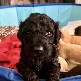 Goldendoodle and Poodle Puppies from Polly Wally Poodles and Doodles