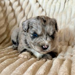 Skye - Blue merle female Miniature Australian Shepherd puppy in New Hampton, Iowa from Full River Australian Shepherds
