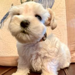 Revere - Wheaten male Miniature Schnauzer puppy in Byron, Georgia from Smilee Schnauzers