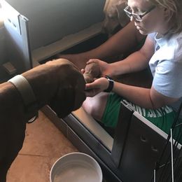 Vizsla Puppies from Virag Vizsla