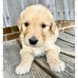 Simon - Cream male Goldendoodle puppy in Caddo Mills, Texas from Fire Wife Doodles