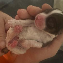 Rosemary - Brown and white female Cocker Spaniel puppy in Memphis, Tennessee from Cordova Cockers