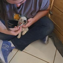 Golden Retriever Puppies from Danielle Kemper