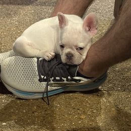 French Bulldog Puppies from 731 Frenchies