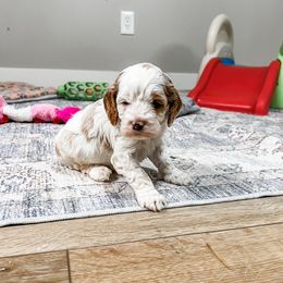 Kona - Red and white Cockapoo puppy in Beresford, South Dakota from DAKOTA DOOD RANCH