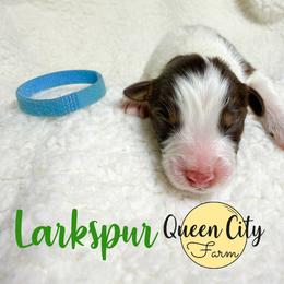 Larkspur - Red tri-color male Australian Shepherd puppy in Falmouth, Kentucky from Queen City Farm
