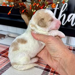 Gabriel - Parti male Pyredoodle puppy in Bowling Green, Ohio from FDF Pyredoodles & Bernedoodles