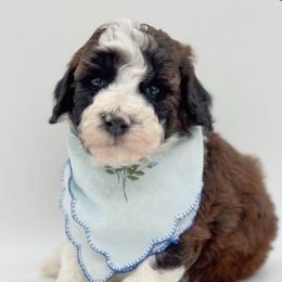 Theo - Sable male Aussiedoodle puppy in Claremont, North Carolina from Magnolia Grove Farms