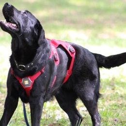 Labrador Retrievers from Tidal Retievers