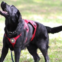 Labrador Retrievers from Tidal Retievers
