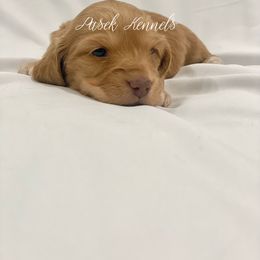 Dachshund Puppies from Pasek Kennels