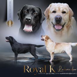 Labrador Retriever puppies from Royal K Labradors