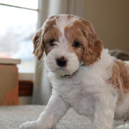 Light Blue Collar Boy - White male Cavapoo puppy in Almira, Washington from Cavapoo Cuddles
