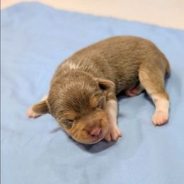 Jack - Fawn white and tan male Rat Terrier puppy in Jerusalem, Ohio from Twin Hickory Ranch