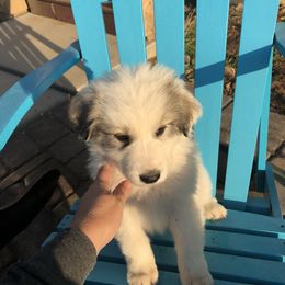Great Pyrenees Puppies from Heritage Mountain Ranch