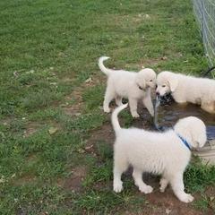 Border Collie, Bordoodle, and Maremma Sheepdog Puppies from 2J 2K Border Collies