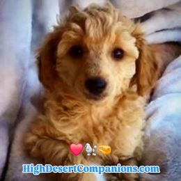 Honeysuckle - Apricot female Poodle puppy in Dolan Springs, Arizona from High Desert Companions