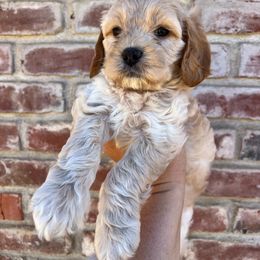 Cavapoo, Cockapoo, Goldendoodle, and Poodle Puppies from Lipscomb Doodles