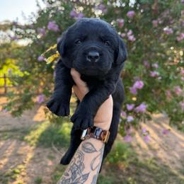 Boy 5 - Yellow male Labrador Retriever puppy in Escalon, California from Honeyfield Retrievers