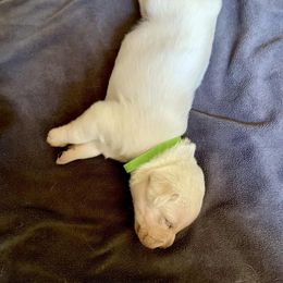 Labrador Retriever Puppies from Joy Luck Labs, LLC