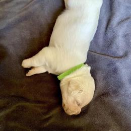 Labrador Retriever Puppies from Joy Luck Labs, LLC