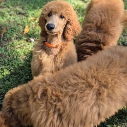 Orange girl - Red  female Poodle puppy in Toms River, New Jersey from Bayview Poodles