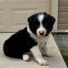 Raider - Black and white male Border Collie puppy in Comanche, Texas from Circle R Sidney