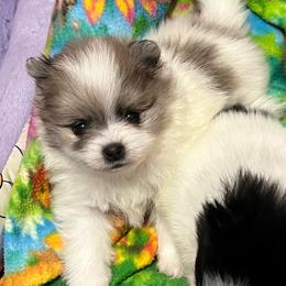 Sookie - Blue merle female Pomeranian puppy in Arizona from Ma Petite Amore Pomeranians