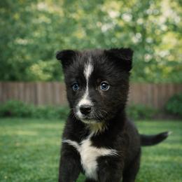 Fraya - Black and white female Pomsky puppy in Ravena, New York from Osiris’s Siberians & Pomskies