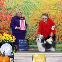 Havanese Puppies from Lynroc Kennels
