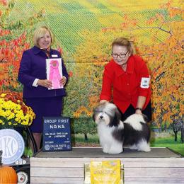 Havanese Puppies from Lynroc Kennels