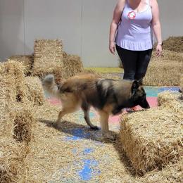Belgian Tervuren Puppies from SoDak Belgians/ Protégé Belgians