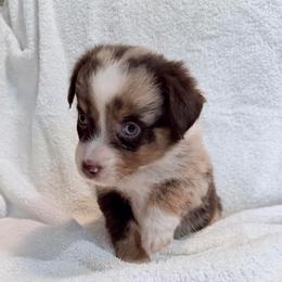 Strawberry - Red merle female Miniature Australian Shepherd puppy in Scottsburg, Indiana from Aussie Gems