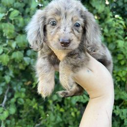 Jovie- female - Chocolate and cream female Dachshund puppy in Osage, Oklahoma from Vandruff Creek Mini Dachshunds