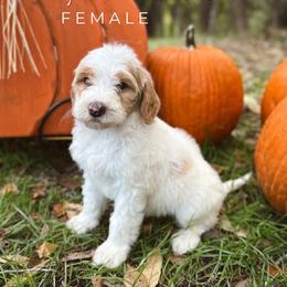 Rylee - Yellow and white female Bernedoodle puppy in Glenwood, New Mexico from Brush Fire Doodles