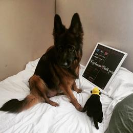 German Shepherd Puppies from Vom Feuer Shepherds