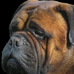Boston Terriers and Bullmastiffs from Melkev's Bullmastiffs and Boston Terriers