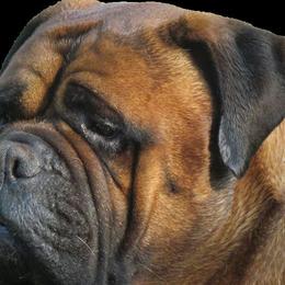 Boston Terriers and Bullmastiffs from Melkev's Bullmastiffs and Boston Terriers